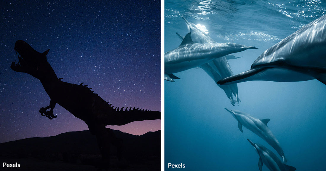 Lessons from Earth's History Shed Light On Imminent Oceanic Crisis
