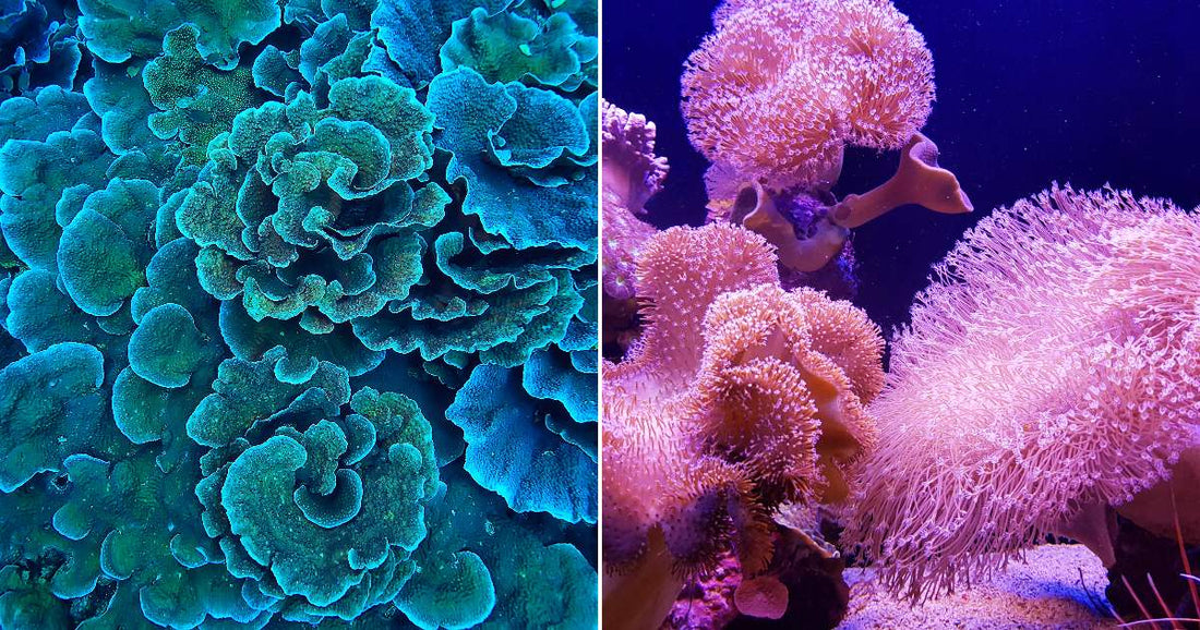 On the left, teal and blue coral formations cluster densely underwater; on the right, pink and purple soft corals sway in a dimly lit aquarium tank.