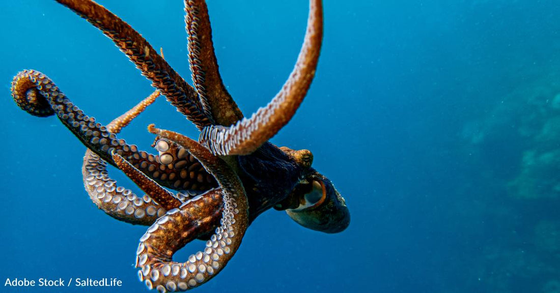 Ambidextrous? Octopi Are Way Beyond That