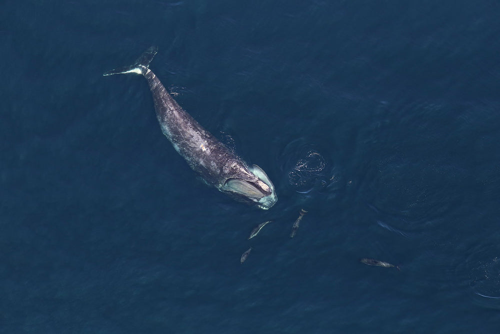 Lobster Fishing Gear is Pushing Right Whales to the Brink of Extinction