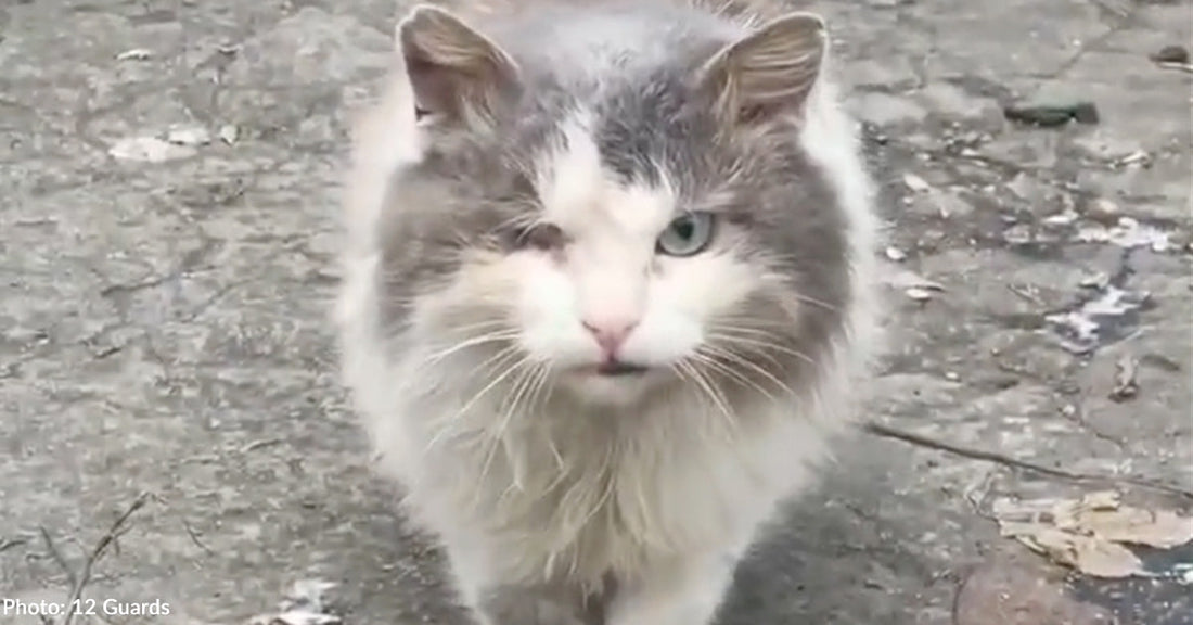 One-Eyed Survivor Escapes War Zone and Finally Finds a Loving Home