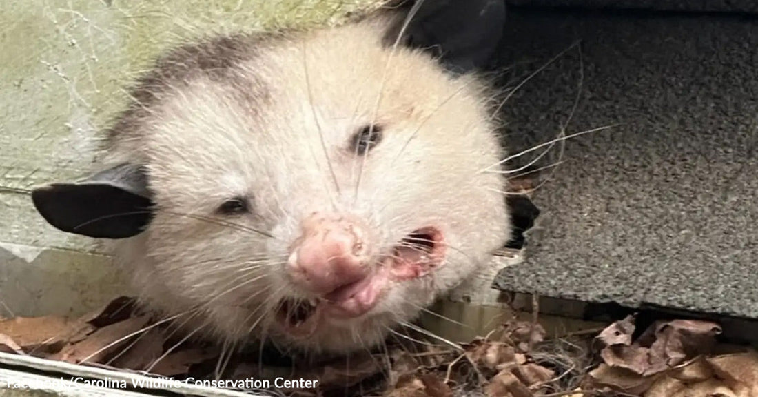 Opossum with its mouth open standing among leaves and debris near a structure.