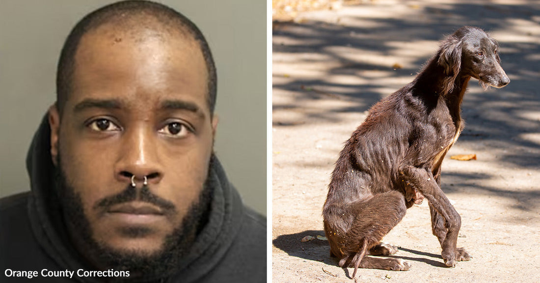 Left: Man with facial hair and nose ring in a mugshot; Right: Emaciated dark-colored dog sitting on a sunlit road.