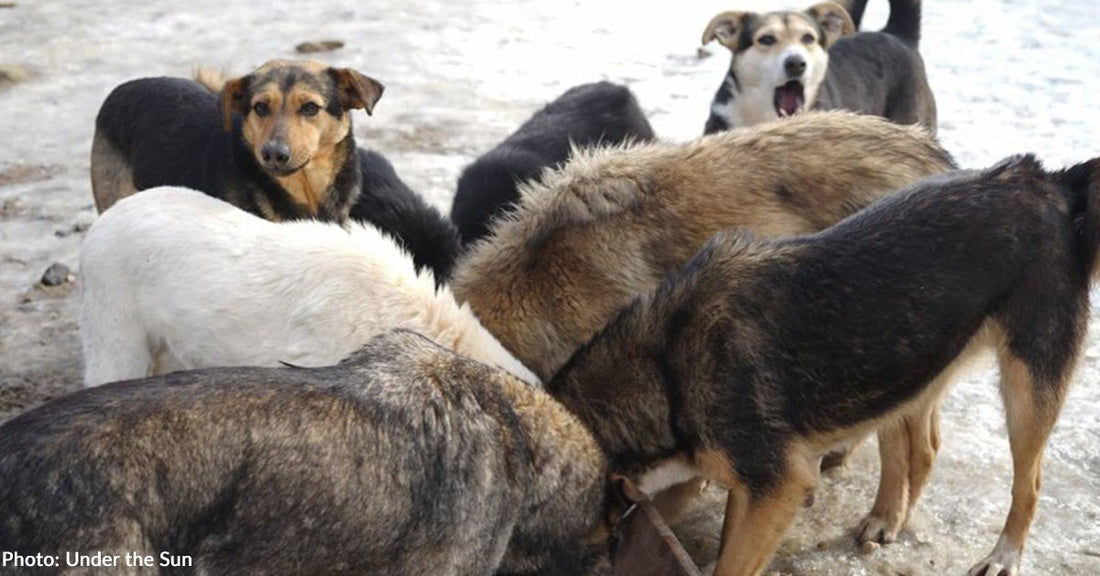 Pet Food is Starting to Reach Devastated Areas in Ukraine