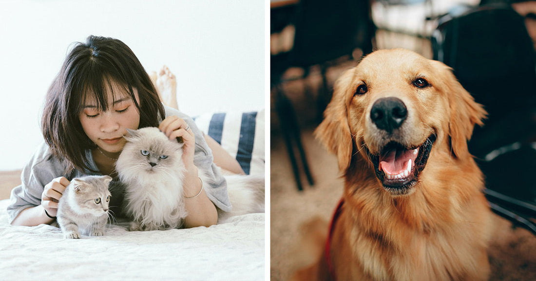 Young person cuddles two cats at home; a smiling golden retriever nearby.