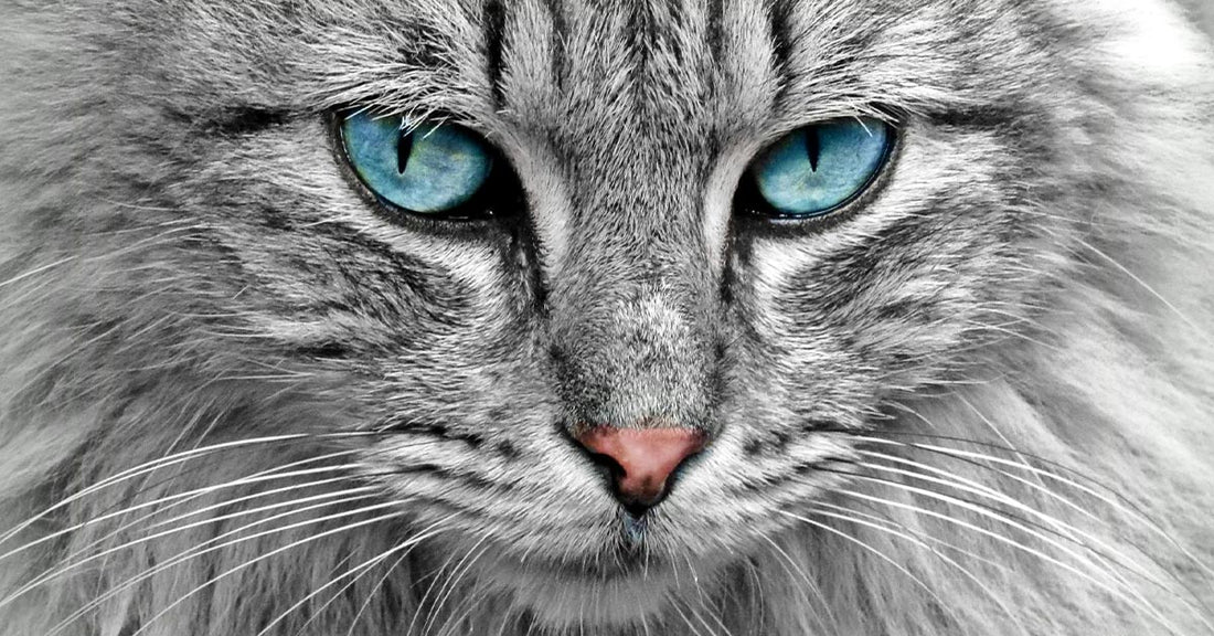 Close-up of a gray cat with striking blue eyes and detailed fur texture.