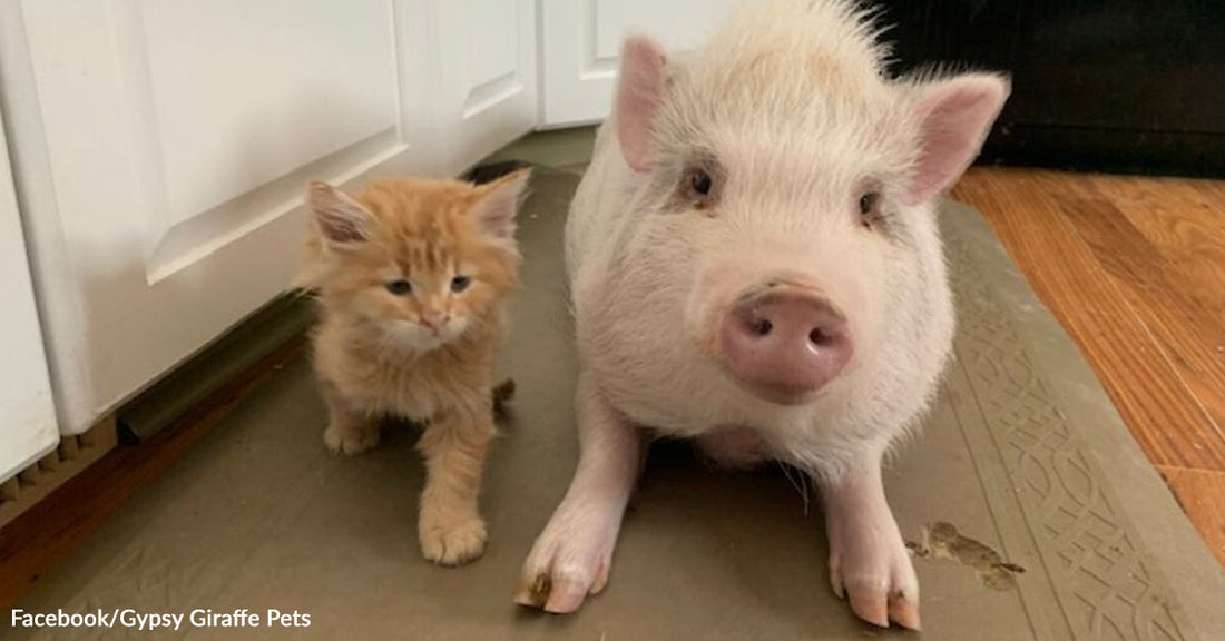 Small orange kitten standing beside a white pig on a kitchen floor, both facing forward.