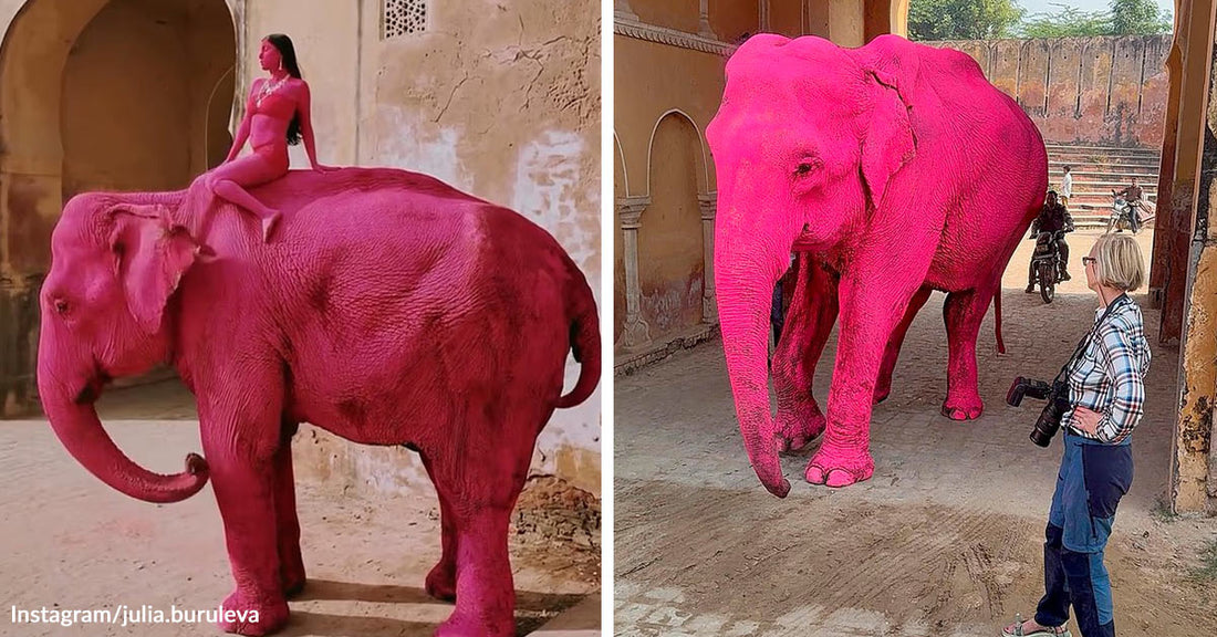 Split image showing a woman seated on a bright pink elephant on one side and the same elephant walking past a photographer on the other.