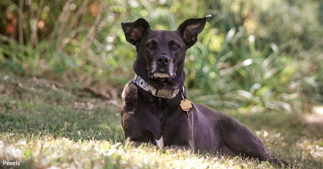 Essential Tips to Prevent Pet Heatstroke This Summer