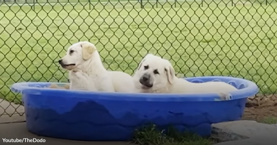 A Couple Helped Two Abandoned Dogs the Husband Found on Their Porch