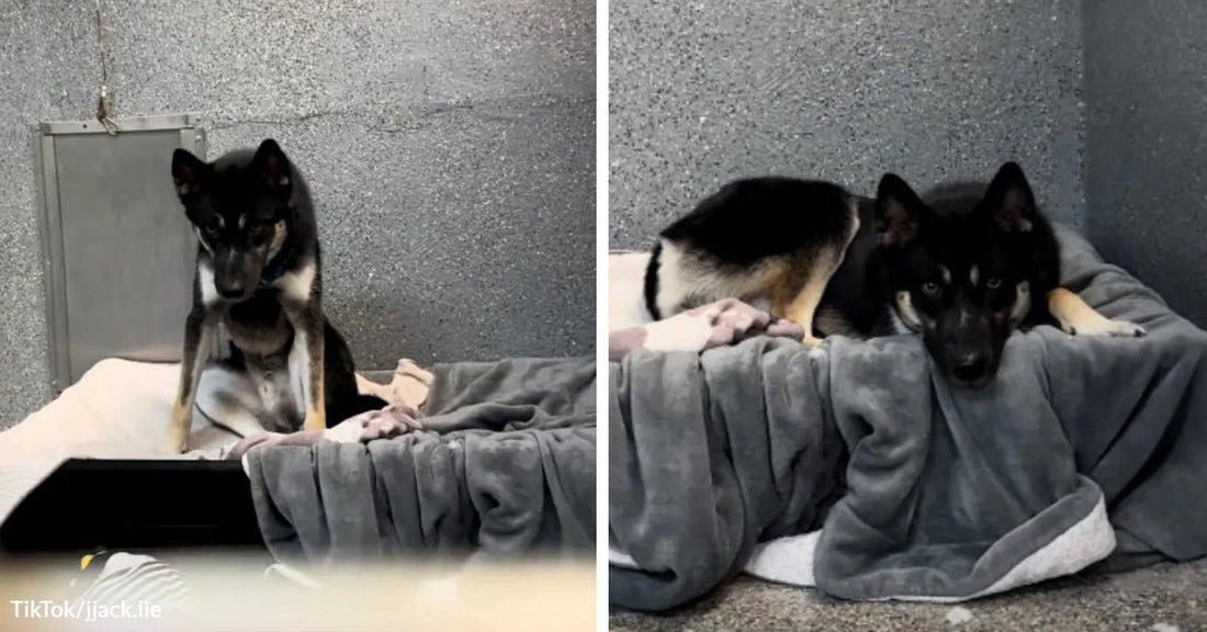 Black-and-tan dog sitting on a raised cot in a kennel, with a second image of the dog lying on soft gray bedding.