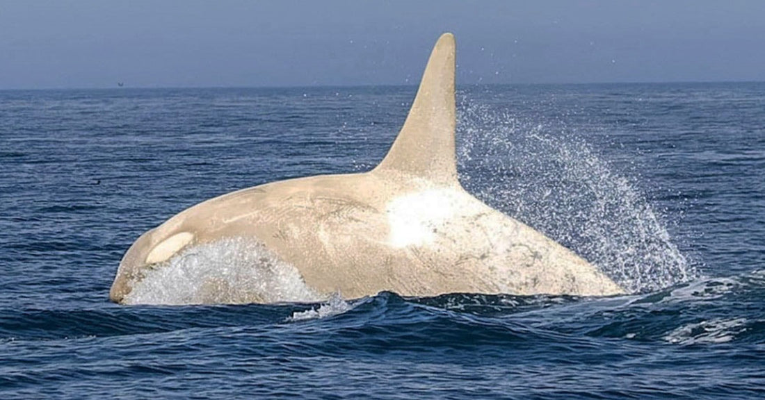 Rare White Orcas with Leucism Captured by Wildlife Photographer in Japan