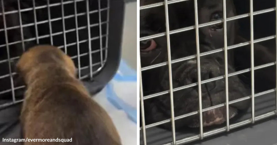 Side-by-side images of a small puppy approaching a dog inside a crate and a close-up of the dog looking out through the crate door.