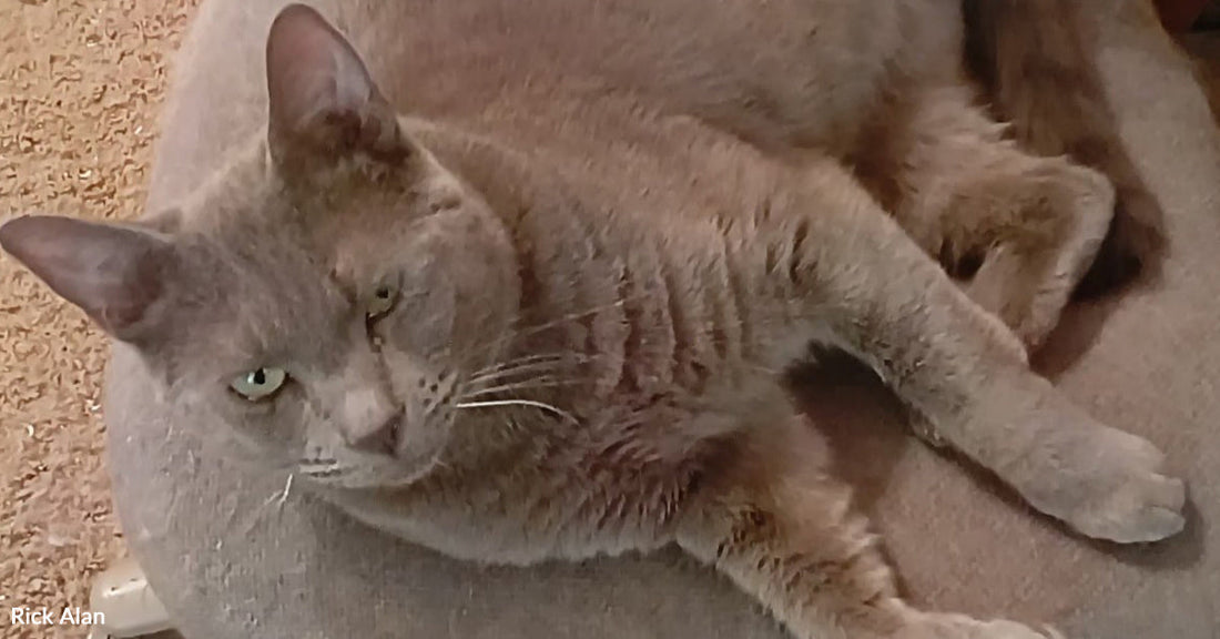 Elderly speckled brown dog tucked under blankets on a bed, resting head on a pillow in a cozy blue bedroom.