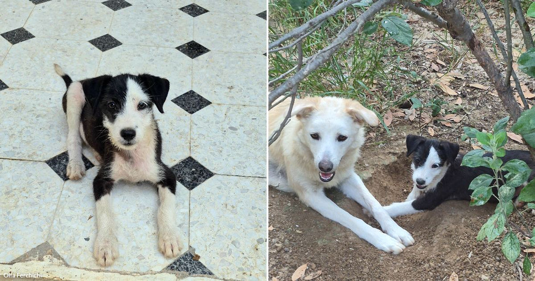 On the left, a black-and-white puppy lies on decorative tile flooring; on the right, a cream-colored adult dog and the same puppy rest together in dirt beneath shrubs.