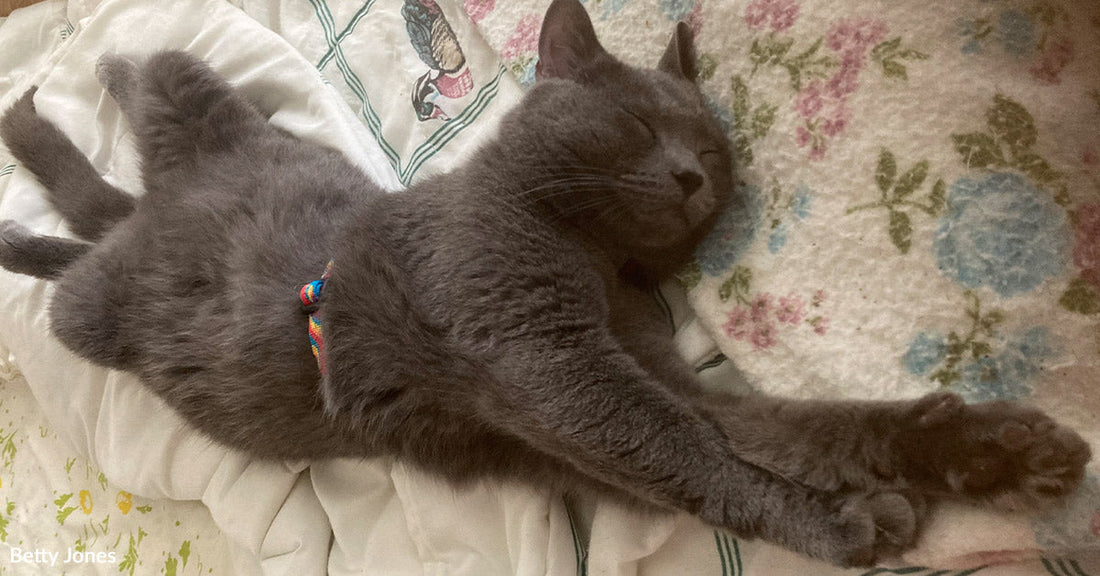 Gray cat wearing a colorful collar sleeps stretched out on its back on a patterned blanket.