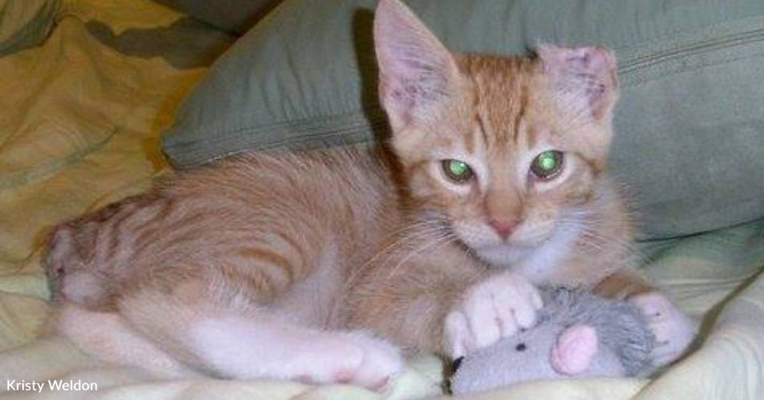 Mechanic Brings Kitten Injured By Fan Belt to Veterinarian