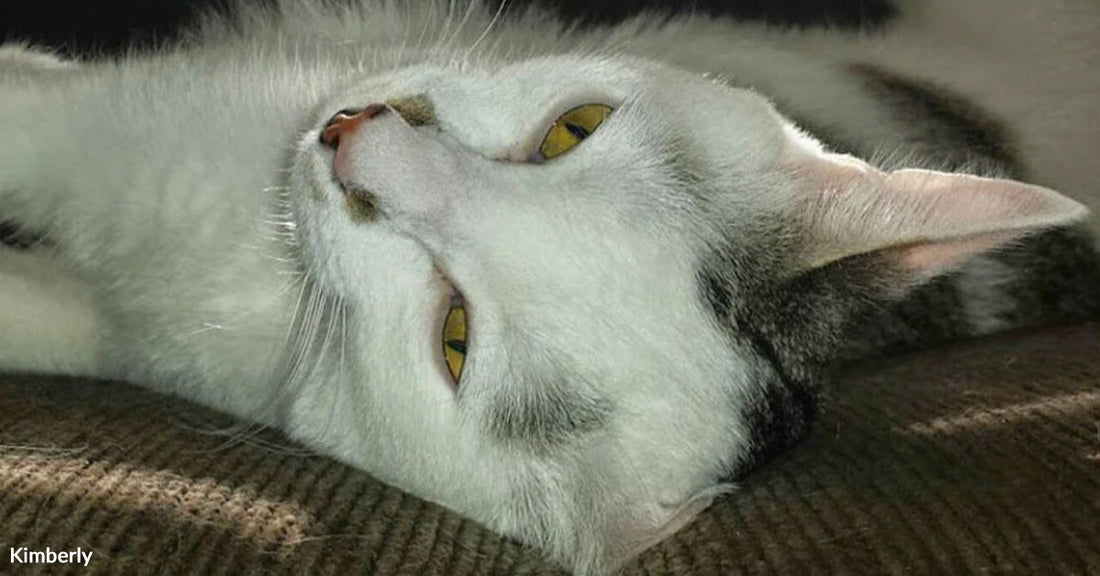 White and gray cat with yellow eyes lying on its side on a textured surface, gazing upward in a relaxed pose.