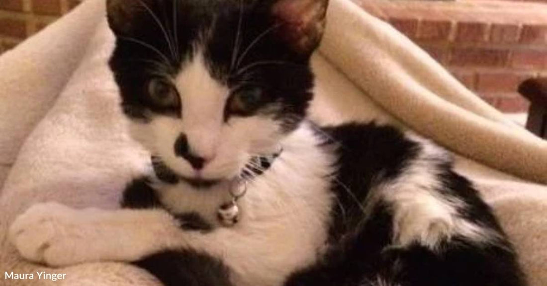 Kitten Who Died Young Loved His Family 'Enough for a Whole Lifetime'