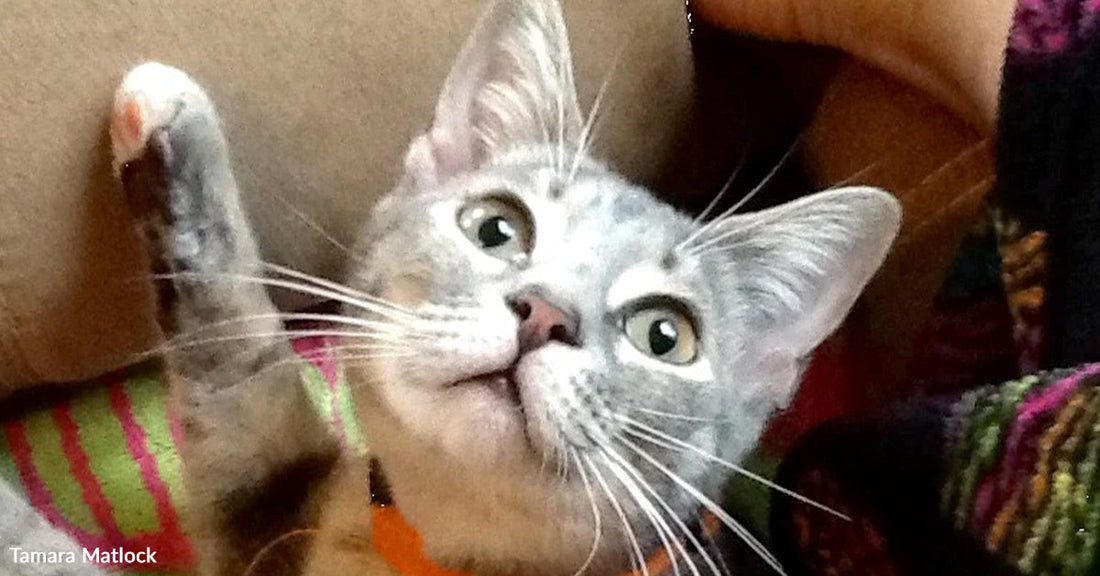 Gray kitten with wide eyes and an orange collar raises one paw while nestled against a colorful blanket, appearing playful and curious.