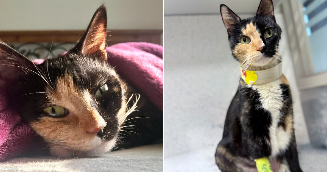 On the left, a calico cat snuggles under a pink blanket on a bed; on the right, the same cat sits upright at a vet clinic wearing a medical collar.