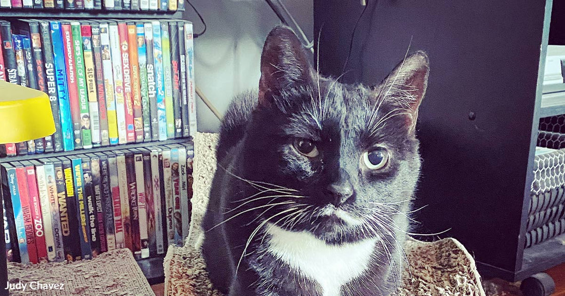 Black and white tuxedo cat sitting on a cardboard scratcher in front of a shelf filled with DVDs.