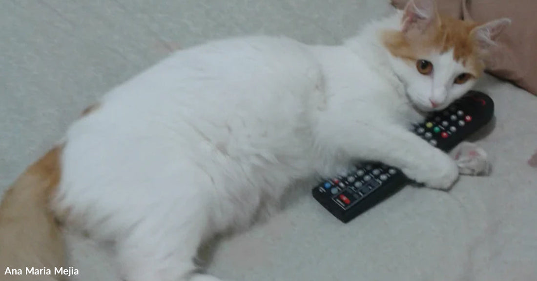 White and orange cat lying on a soft surface while holding two TV remote controls, looking toward the camera.