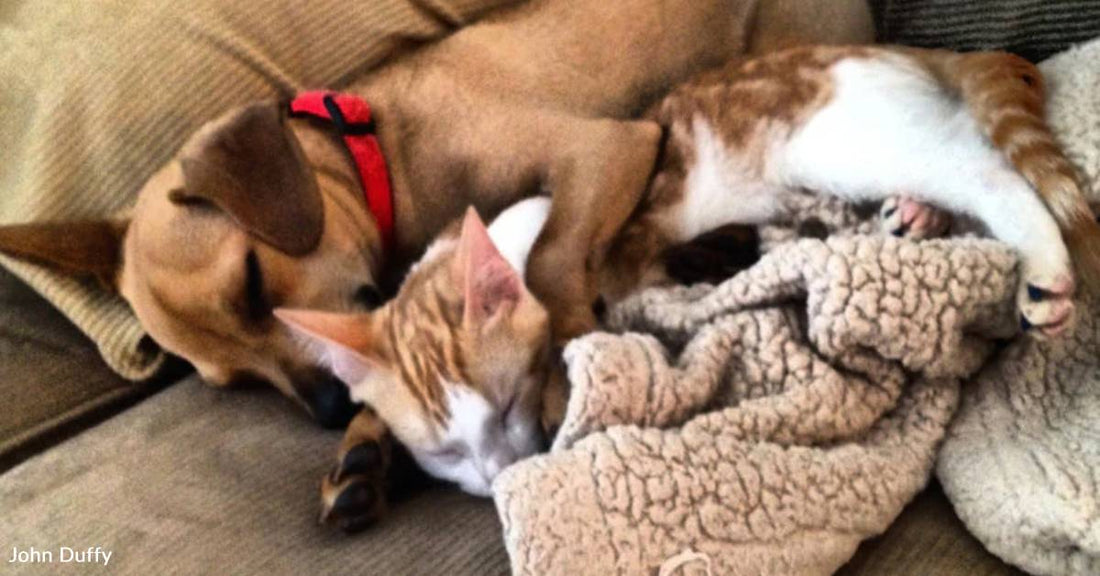 'They Watch Out for Each Other': Cat and Dog Have Unbreakable Bond