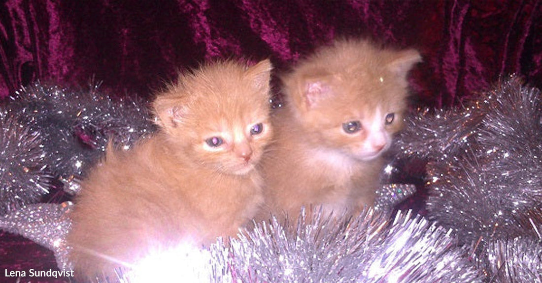 Two tiny orange kittens sitting together among silver tinsel decorations against a dark red backdrop.