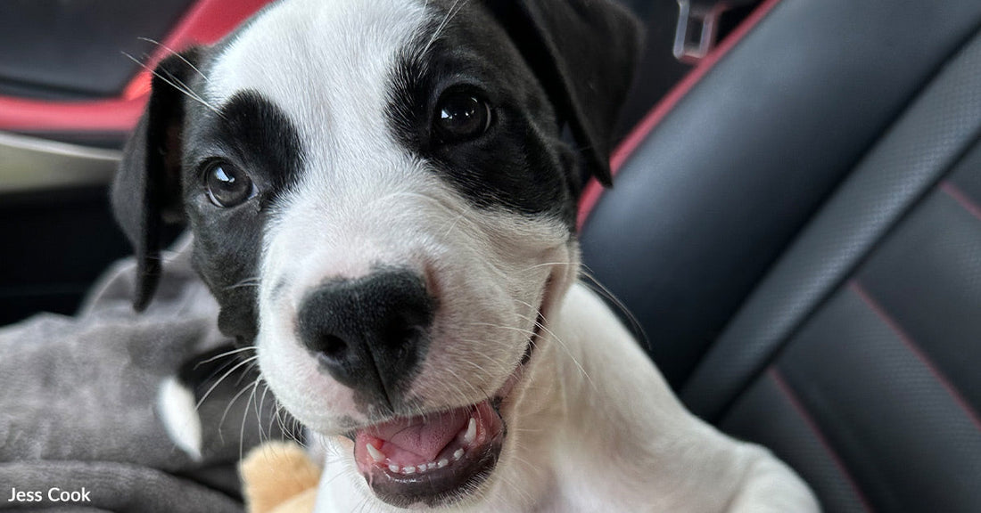 A happy black and white puppy sits in a car seat, smiling with its mouth open while resting on a stuffed toy.