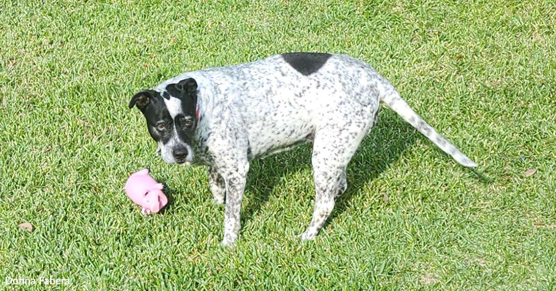 Close-up of the speckled dog standing on bright green grass beside a pink toy, looking toward the camera.