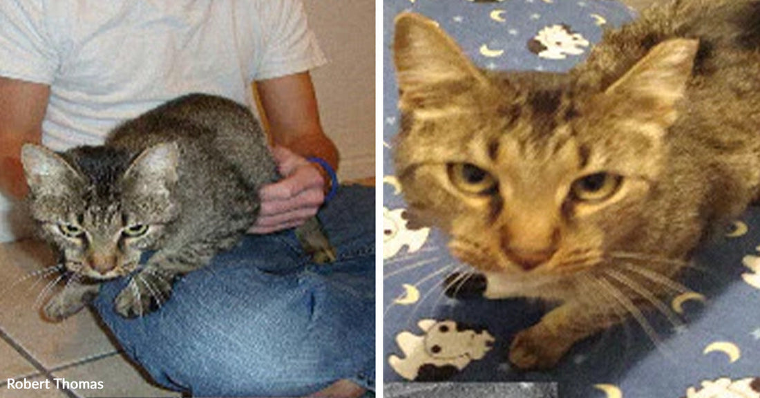 Split image showing a thin gray tabby cat sitting on a person’s lap beside a close-up of the same cat standing on a blue blanket.