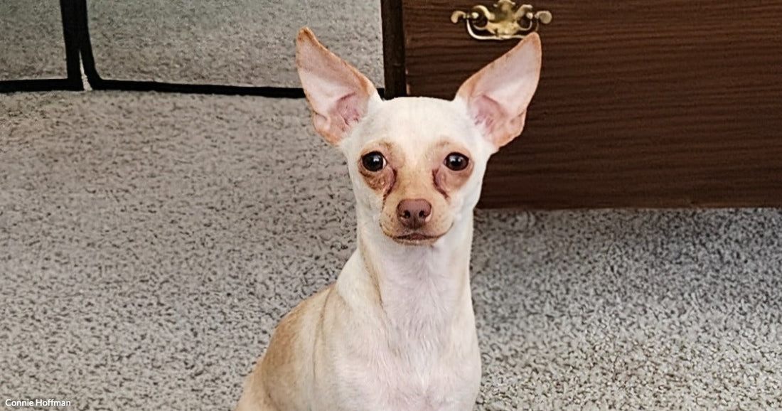A small white Chihuahua sits attentively on beige carpet in front of a wooden dresser.