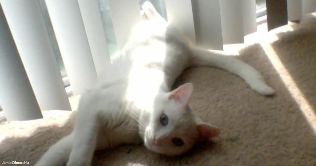 A white cat with blue eyes stretches out on a sunlit carpet beside vertical window blinds.