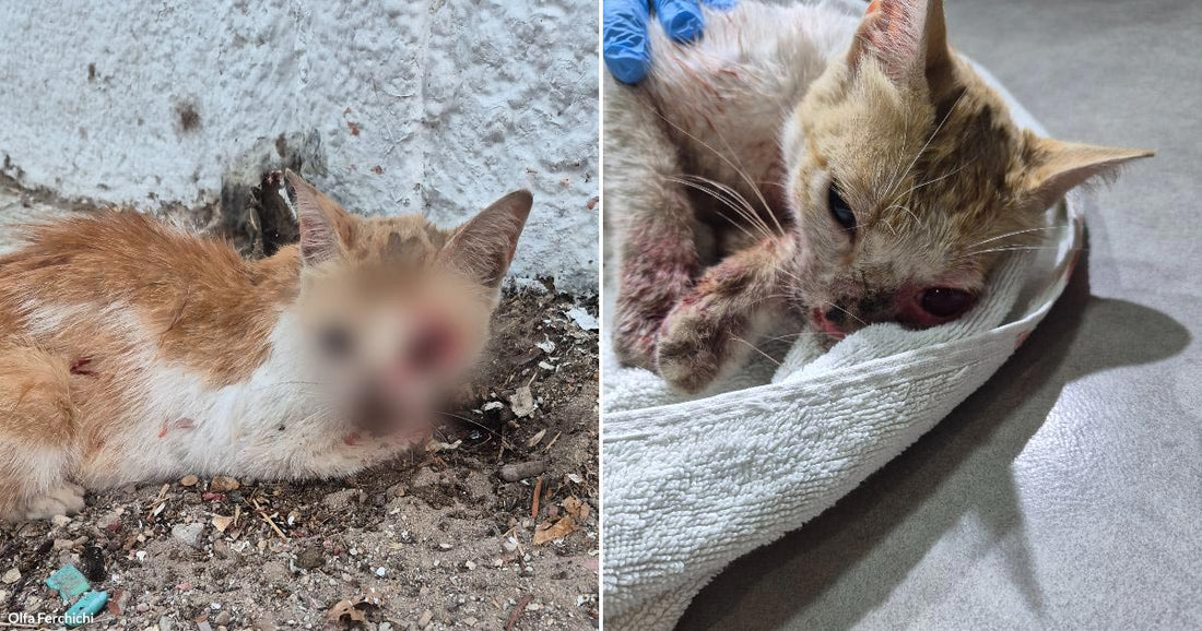 Helpless Cat Found Blinded and Abandoned After a Hit-and-Run