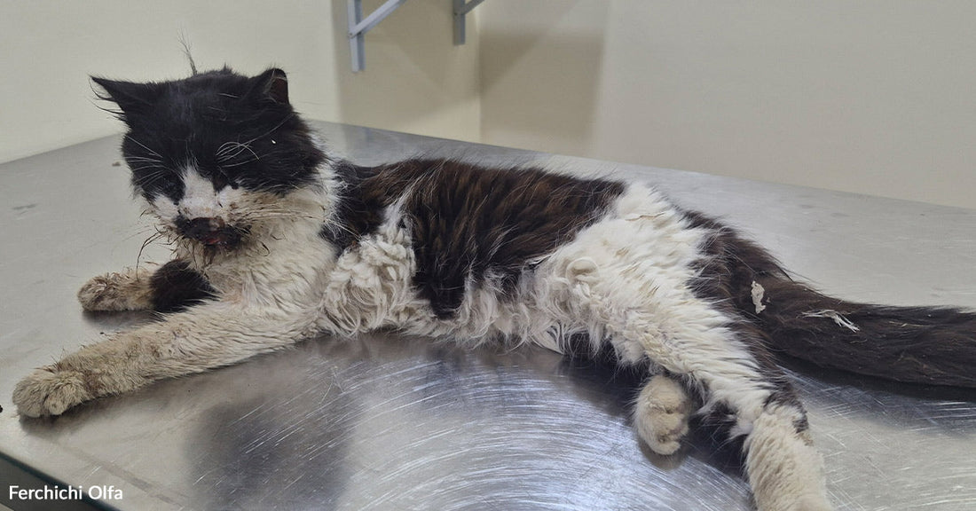 Black-and-white cat resting on a veterinary exam table with visible dirt on its fur.