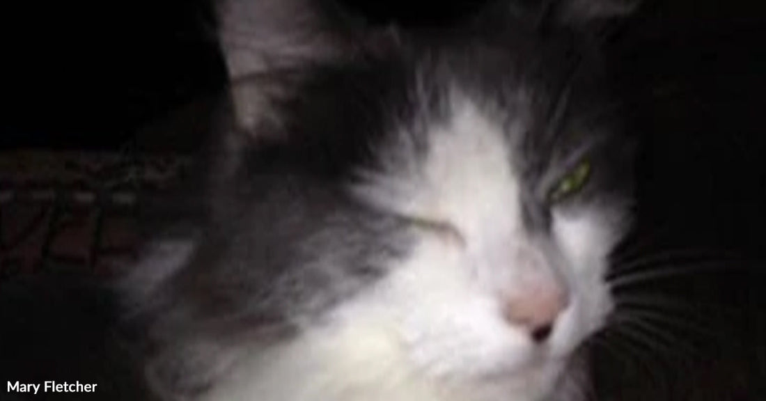 Close-up of a gray-and-white cat resting in low light, one eye partially open.