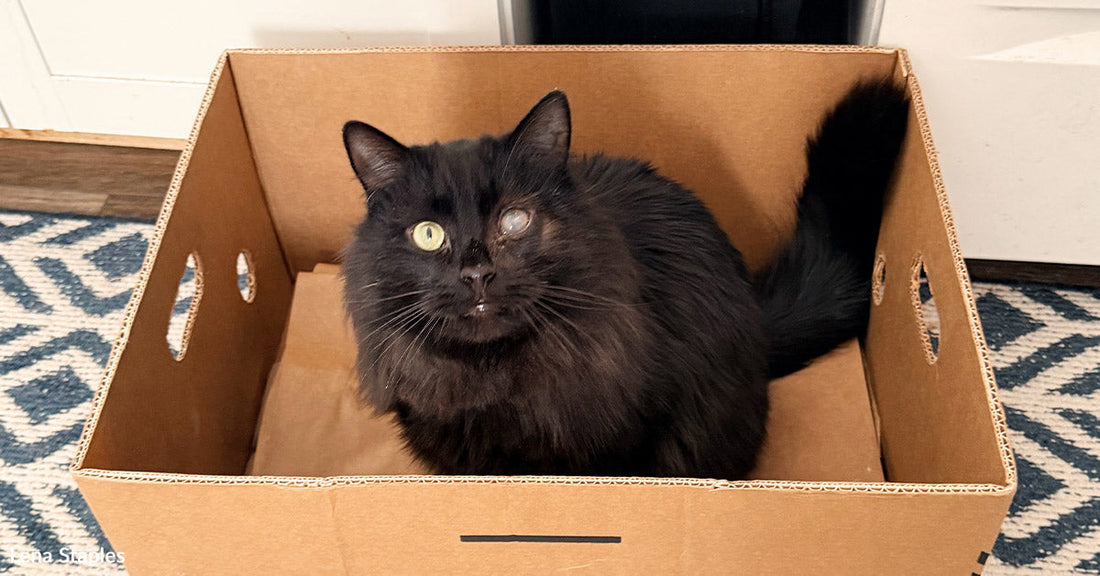 Fluffy black cat with one cloudy eye sitting inside a cardboard produce box on a patterned rug indoors.