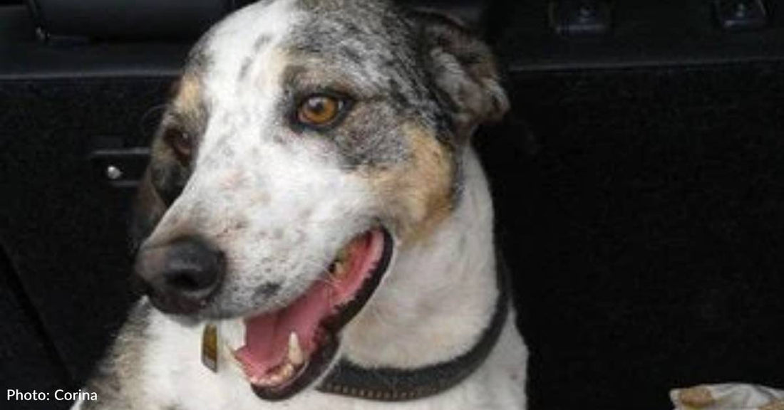 Mom Wanted Australian Cattle Dog, Dad Wanted a Beagle, Sasha Was Both