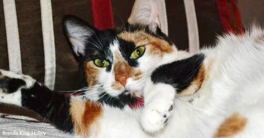 Calico cat with green eyes lounges on a chair and raises one paw toward its face.