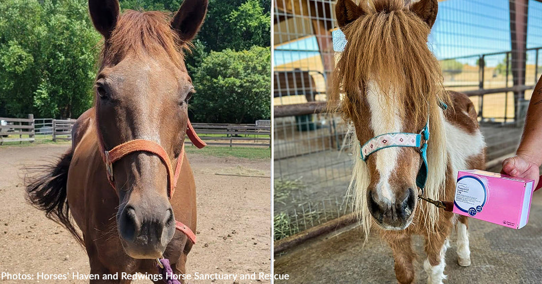 chestnut horse with orange halter and brown and white mini horse