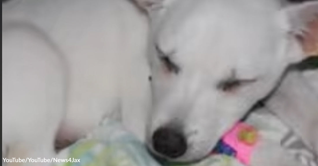 Small white dog sleeping curled up on a colorful blanket, eyes closed and nose resting against the fabric.