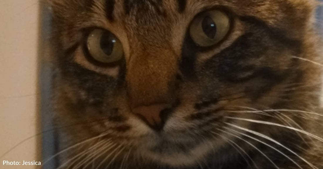 Two Weeks After Adopting New Cat, Newlyweds Learn He's Seriously Ill