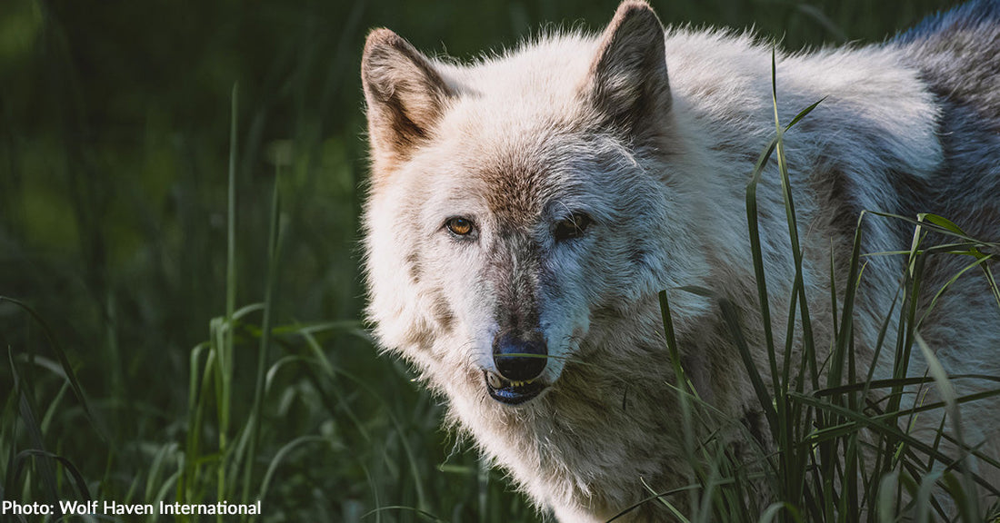 White wolf standing in tall grass, looking directly at the camera with a curious expression.