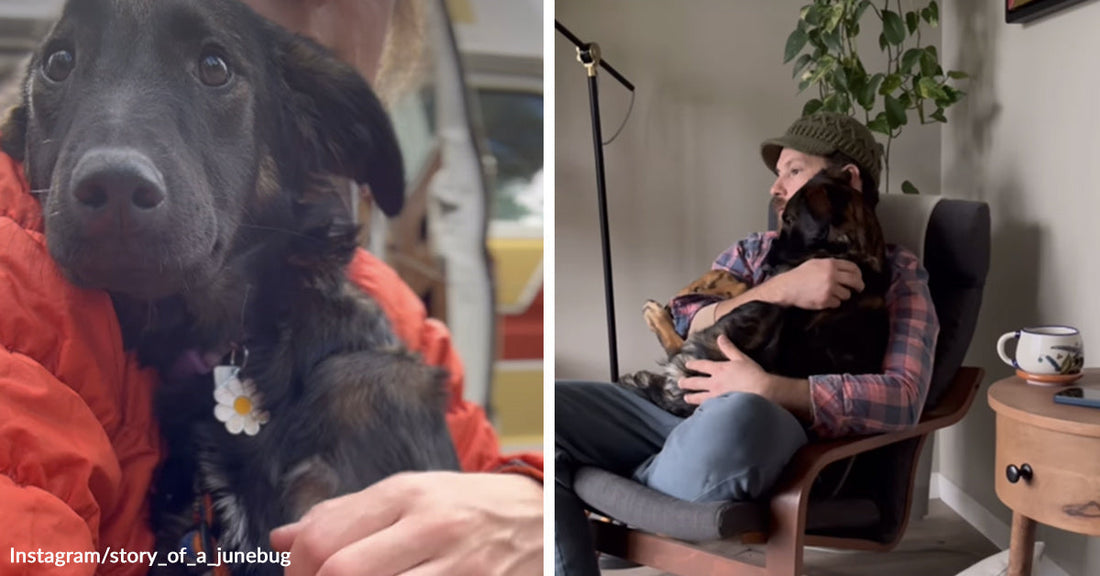 Split image of a black dog with floppy ears being held close outdoors, then relaxing in a man’s lap indoors as the man sits in a chair and cuddles the dog.