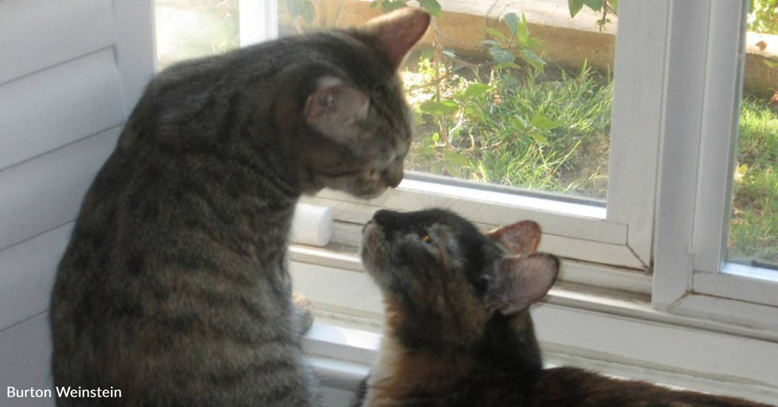 'They're Either Snuggling or Fighting': Family Adopts Frenemy Cats