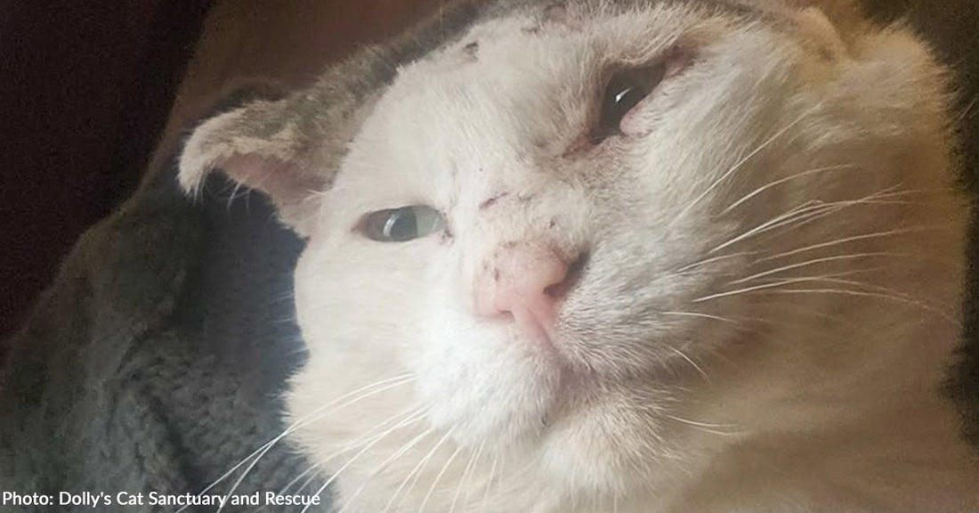 Senior Street Cat Who Never Stopped Fighting is Finally Safe