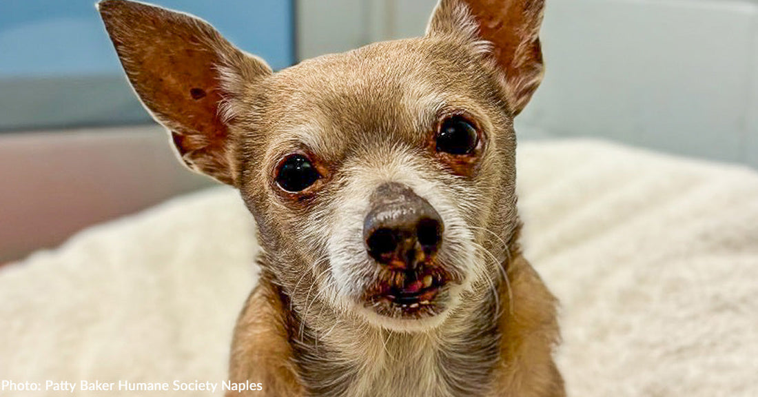 Senior Chihuahua Arrives at Shelter After Owner Passes Away