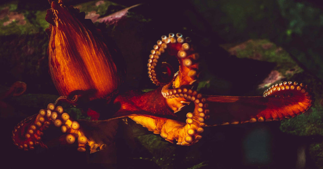 An octopus with vibrant colors is seen against a dark background, displaying its tentacles.