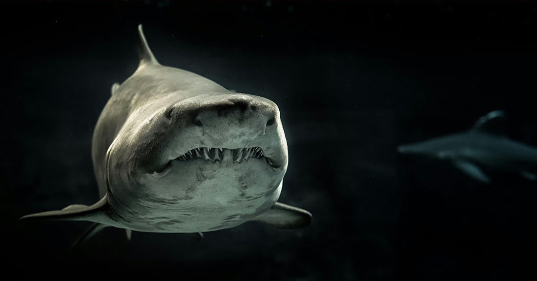 Shark Meat Demand Is Surging While Our Oceans Grow Silent